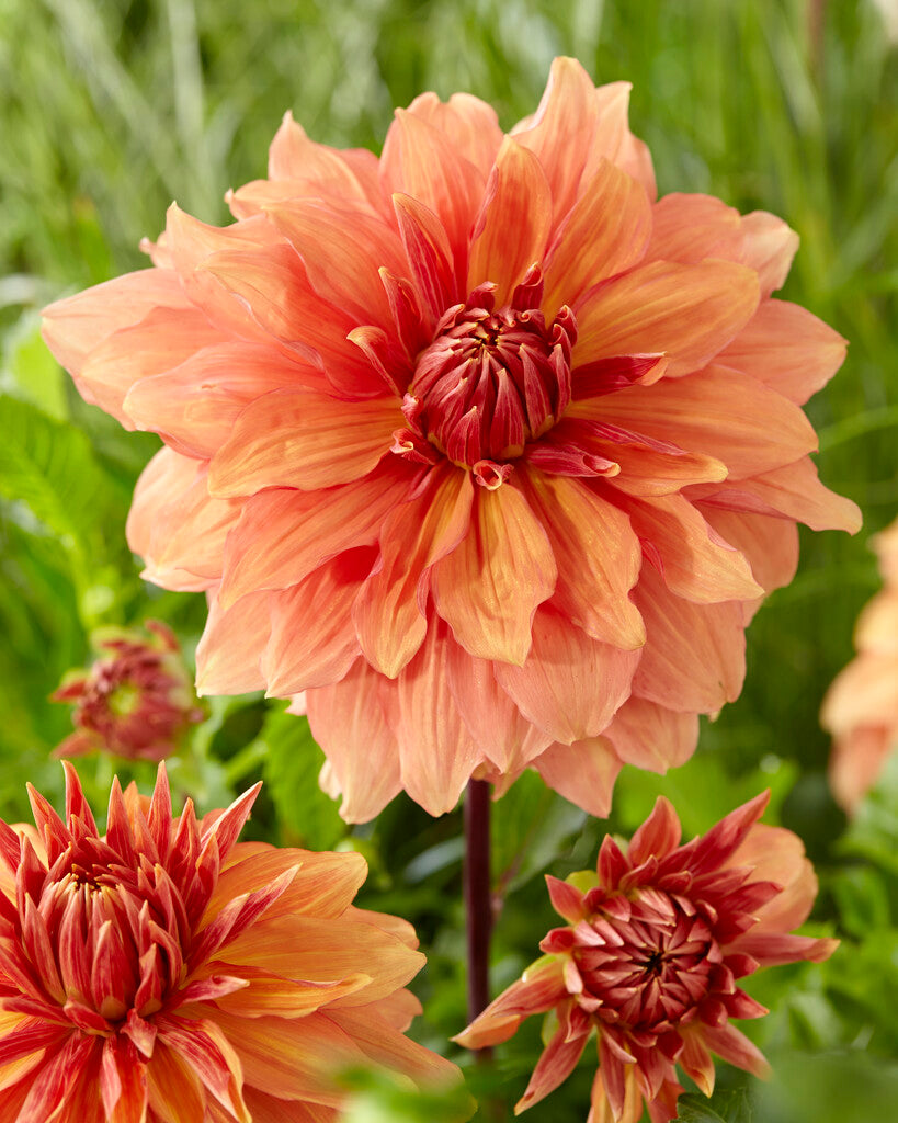 Dahlia Dekorativ Mango Madness 1-pack